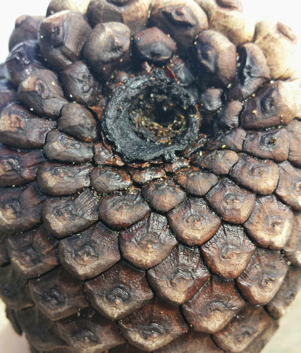 pinecone